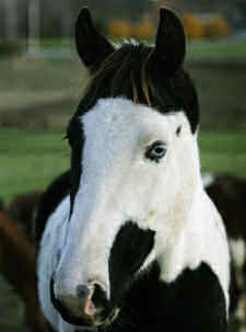 American Paint Horses American Paint Horses