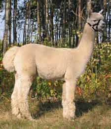 Huacaya Alpaca Huacaya Alpaca