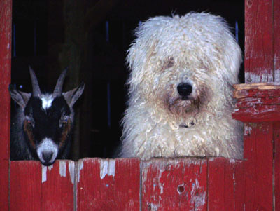 komondor and goat komondor and goat