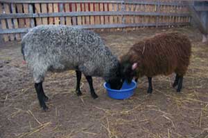 sheep