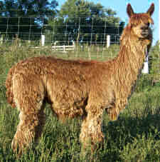 Suri Alpaca Suri Alpaca